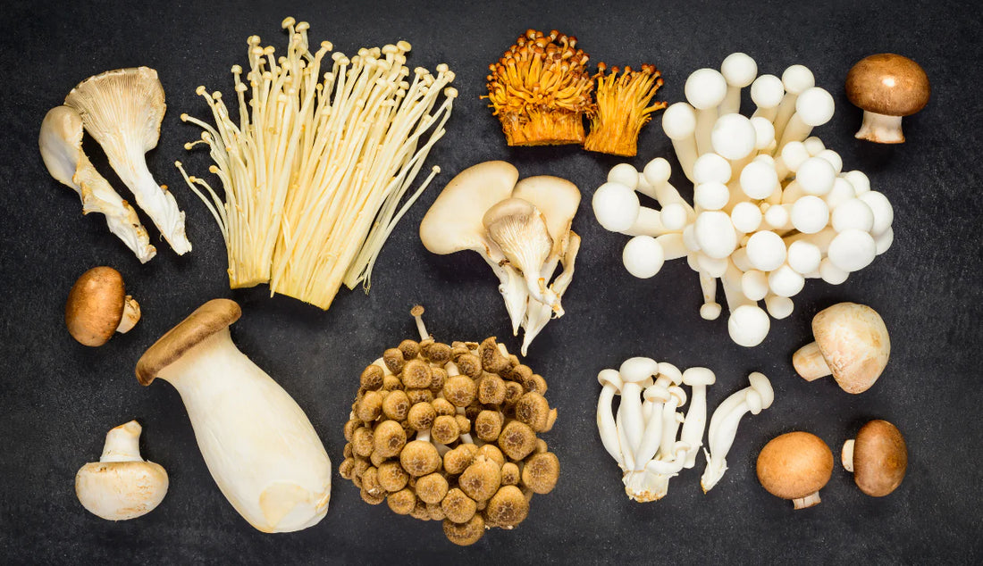 The Power of 10: Unveiling the Magic of Multi-Mushroom Supplements