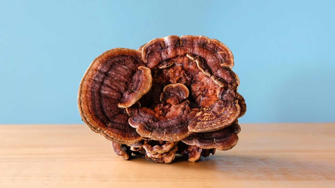 Reishi Mushroom: The Immune Booster in Your Supplement Arsenal